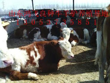 鸿飞牧业出售西门塔尔牛犊梨木赞牛犊