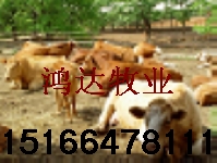 山东扶贫牧业肉牛肉羊养殖基地经理部