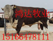 中国肉牛的发展前景肉牛前景肉牛饲养