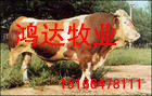 适合江西饲养殖肉牛种羊品种有哪些品种适