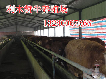 辽宁省肉牛什么品种适合饲养小牛犊