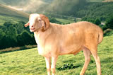 肉牛养殖基地波尔山羊养殖波尔山羊图片山东波尔山羊价格河南波尔山羊