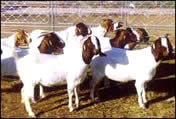 牛羊品种最全价格最低-山东万头肉牛羊养殖场麒麟牧业