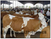 重庆最大的肉牛养殖场 专业从事牛羊养殖