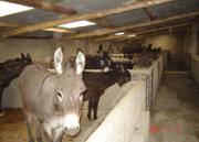 肉驴品种介绍养驴效益分析肉驴的养殖技术牛羊驴养殖基地
