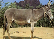 牛羊驴养殖场养驴效益肉驴养殖技术肉驴的市场价格