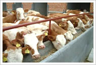 小尾寒羊养殖效益的分析肉羊养殖基地肉羊养殖前景