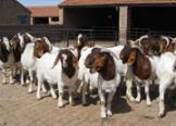肉羊养殖基地波尔山羊的价格肉羊价格小尾寒羊养殖场