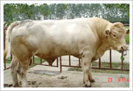 河北肉牛养殖基地河北西门塔尔牛的价格肉牛养殖效益