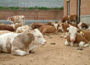 我要买牛哪里有牛羊驴养殖基地肉牛的价格是多少肉牛养殖前景怎么样