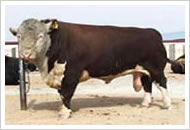 西门塔尔牛种牛价格-西门塔尔牛肉牛的价格走势 肉牛养殖技术及效益