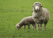 梁山波尔山羊养殖场波尔山羊价格波尔山羊养殖技术