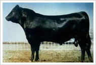 山东肉牛价格牛犊养殖成本肉羊养殖场 肉牛养殖技术及效益分析