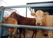 农村山区适合养殖什么肉牛品种肉羊品种肉驴肉驴品种价格利润分析