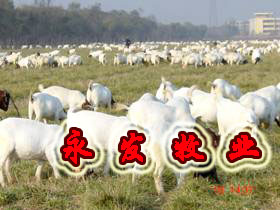 山东养牛基地提供养牛行情母羊种羊纯种波尔山羊