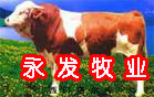 养牛业养羊业玉米秸秆青储技术牛羊养殖业