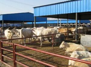 牛基地养牛专业户肉牛饲养管理肉牛价格