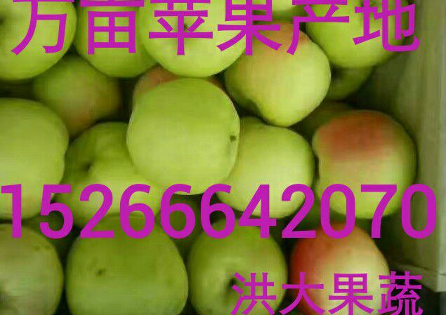 临沂苹果产地藤木苹果批发价格藤木苹果行情
