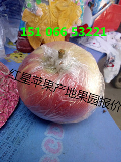 中国苹果网山东各地红将军苹果批发价格  苹果哪的便宜