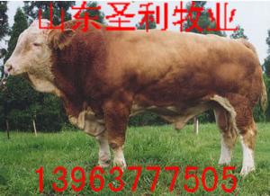 肉牛-西门塔尔牛-种牛-肉牛价格