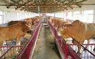 牛的饲养技术 山东肉牛养殖厂