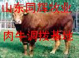 黑龙江肉牛犊养殖场肉牛犊价格