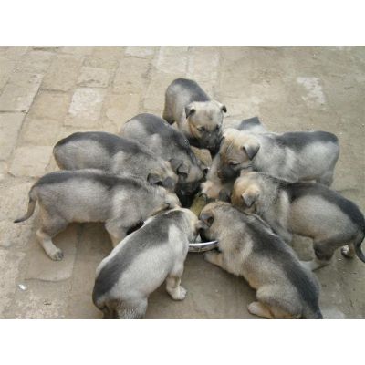 山东肉狗养殖出售肉狗种苗