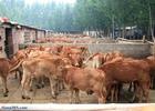 大型养殖场 肉牛市场 肉牛饲养