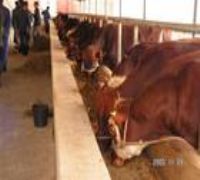 山东圣利牧业犊牛繁育强肉牛产业 育肥牛