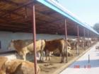 山东肉牛肉牛养殖技术肉牛价格肉牛养殖