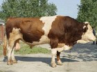 应养殖信息最好的肉牛品种西门塔尔牛