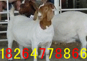 种羊农村养殖肉羊行情养羊利润分析