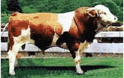门塔尔牛的价格 怎么养殖西门塔尔牛 养牛西门塔尔牛 买西门塔尔牛 中国西门塔尔牛 养牛技术信息牛