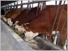 中国肉牛信息网 中国肉牛养殖信息网中国肉牛市场价格中国肉牛价格中国肉牛饲养标准
