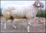 如何养殖波尔山羊-波尔山羊养殖的市场行情怎么样-波尔山羊饲养技术 波尔山羊的繁殖