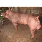 安徽种猪场安徽大型种猪场安徽种猪价格安徽原种猪场