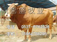 山东肉牛羊养殖场-中国肉牛市场行情