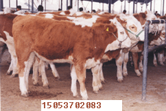 鲁西南肉牛犊品种好肉驴价格低(图)