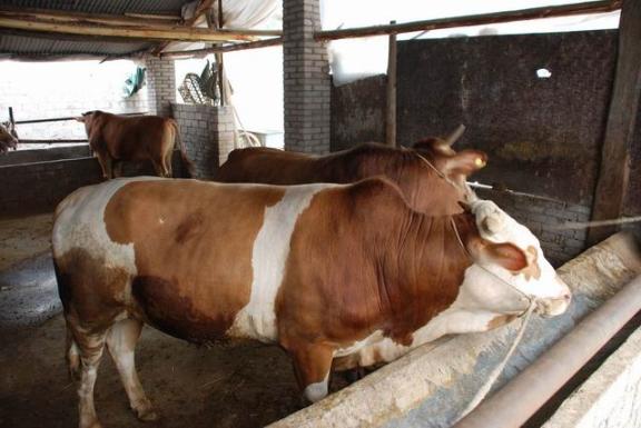 最新肉牛价格肉牛养殖技术肉牛的养殖新前景
