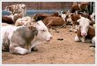 肉牛养殖利润 目前肉牛的养殖价格养殖趋势