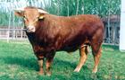 广东肉牛价格介绍肉牛犊养殖成本