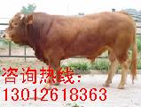 贵州肉牛养殖场贵州肉牛养殖基地