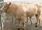 优良肉牛品种 优质肉牛品种 安徽的肉牛品种 养什么品种肉牛好