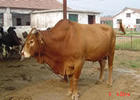 华天牧业供优质肉牛 奶牛波尔山羊西门塔尔牛养殖 育肥牛
