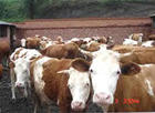 鲁西黄牛犊肉牛犊价格西门塔尔肉牛犊