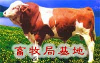 肉牛的饲料介绍-牧草养牛养羊知识-肉牛圈养