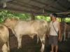 山东养牛场-肉牛价格介绍-肉牛繁育技术问答