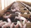 中国高峰牧业常年供应苗猪
