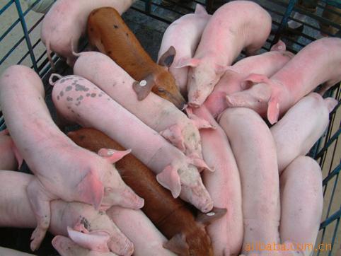 常年供应各种苗猪13776656346