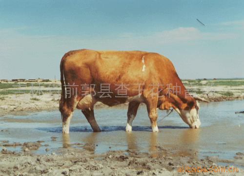 西门塔尔母牛